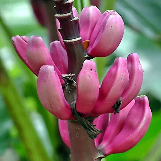 Pink Dwarf Banana Tree Seeds - 100 Count - Fast Hardy Fruit Plant - Musa velutina - Rare for Zone 7b
