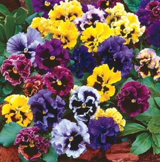 Pansy Seeds Frizzle Sizzle Mix | 50 Flower Seeds | Colorful Annuals | Viola x wittrockiana