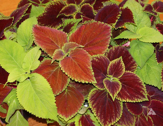 Coleus Seeds Rainbow Mix 500 Non-GMO Annual Perennial Shade Garden Plants (Coleus Blumei)