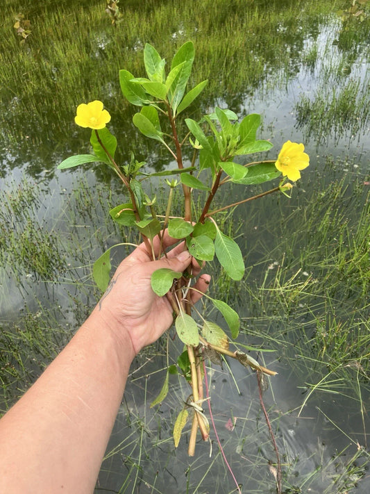 Creeping Primrose Pond Plant - 6 Fast Growing Rooted Aquatic Plants for Water Gardens (Ludwigia repens)