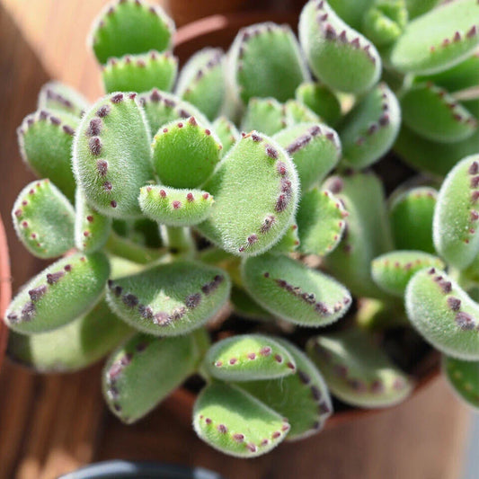 Live Succulent Plant - Cotyledon Tomentosa 'Bear's Paw' - Healthy Rooted Variety - Indoor/Outdoor Decorative Plant