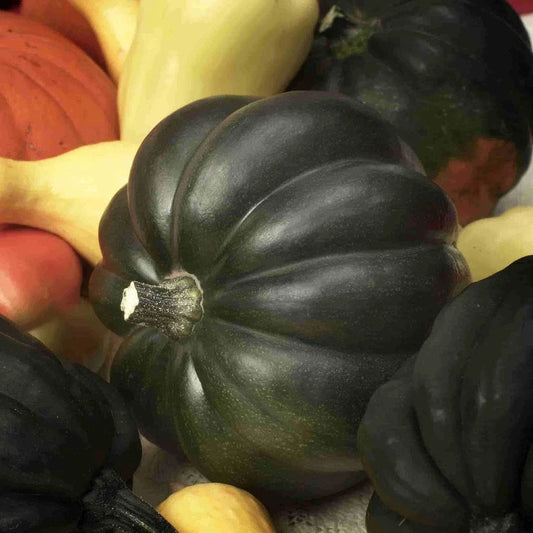 Table Queen Acorn Winter Squash Seeds, NON-GMO, Multiple Sizes, Cucurbita pepo, Free Shipping