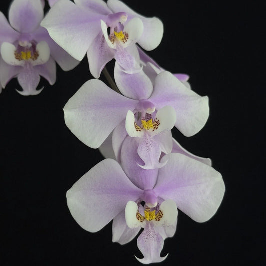 Phalaenopsis Orchid Plant - Near Bloom Size, Fragrant Mottled Leaf - Phalaenopsis schilleriana