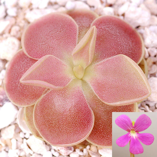 Pinguicula 'Sethos' - Mexican Butterwort Carnivorous Plant, ~1" Size, Live Plant for Home or Garden Decor