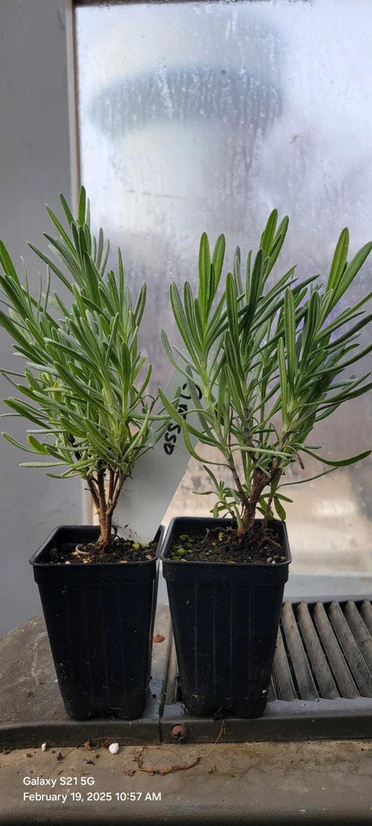 Lavender Grosso Live Plants - 2 Well Rooted Aromatic Herb Plants in 3" Pots - Spa Plants - Lavandula angustifolia