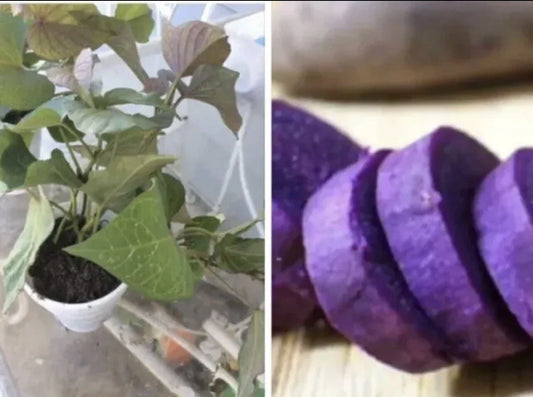 Rooted Purple Sweet Potato Plants in Pot - 3 Live Plants Ready to Plant (Ipomoea batatas)