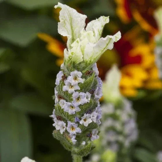 Lavandula Javelin Forte White Live Plants - 30 Count - Aromatic Lavender for DIY Gardens
