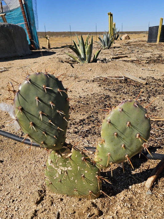 Coastal Prickly Pear Succulent - 2 Pads - Opuntia Littoralis - Drought-Tolerant Cactus for Home Garden or Indoor Decor