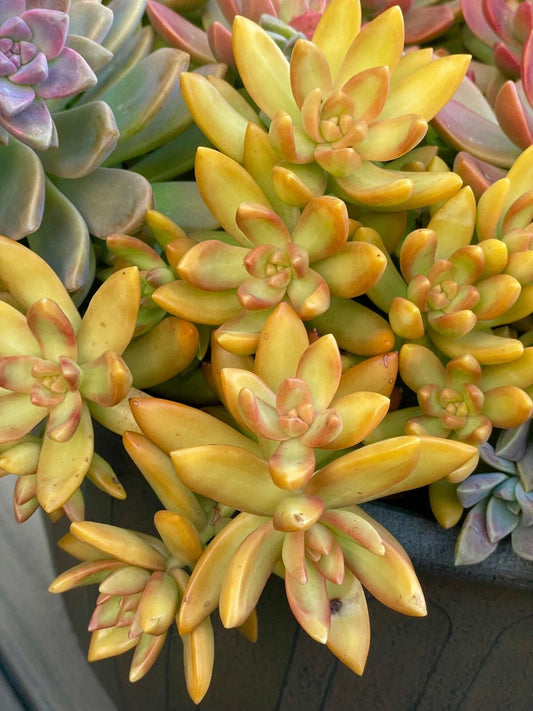 Rare Succulent Cutting 2-Inch Orange Delight Sedum Nussbaumerianum Live Plant