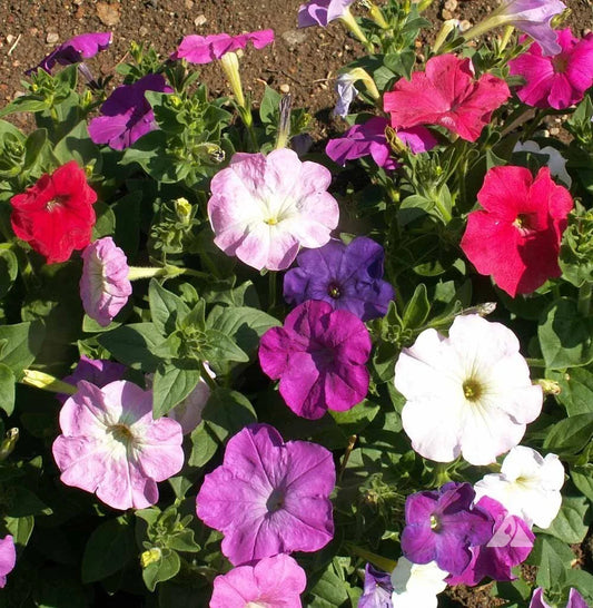 Dwarf Petunia Mix Seeds, Multicolor Compact Variety, Various Sizes Available, Petunia x hybrida