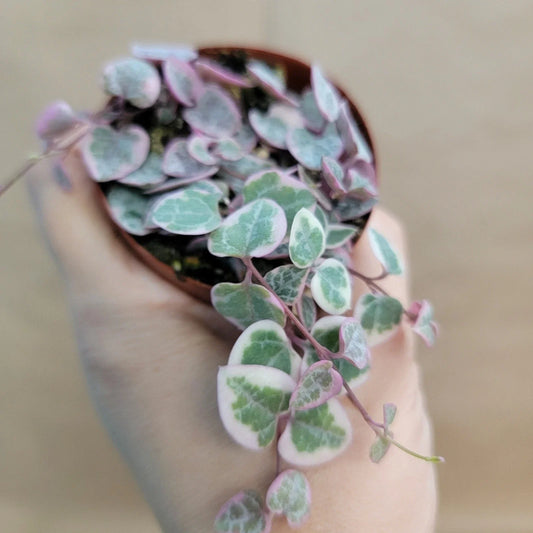 Variegated String of Hearts Plant – 3" Pot | Rare Ceropegia woodii variegata | Trailing Houseplant
