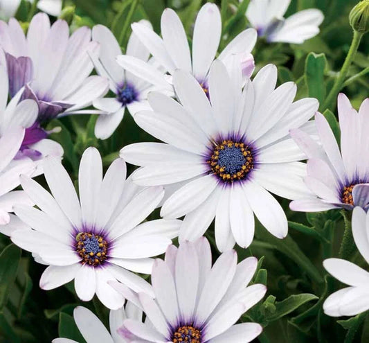 White Cape Daisy Seeds - 200+ Premium Seeds for Garden Planting - Dimorphotheca ecklonis - USA