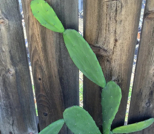 Edible Prickly Pear Pads - 5 Count - Opuntia ficus