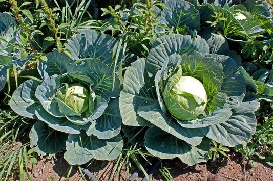 600+ Cabbage Seeds - Brunswick Heirloom - Non-GMO - Fresh Cabbage Seeds (Brassica oleracea)