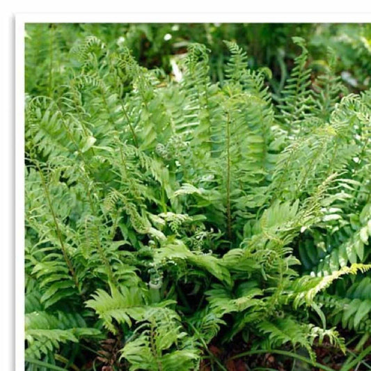 Polystichum Acrostichoides Fern | 20 Bare Root Evergreen Perennial Plant | Christmas Fern