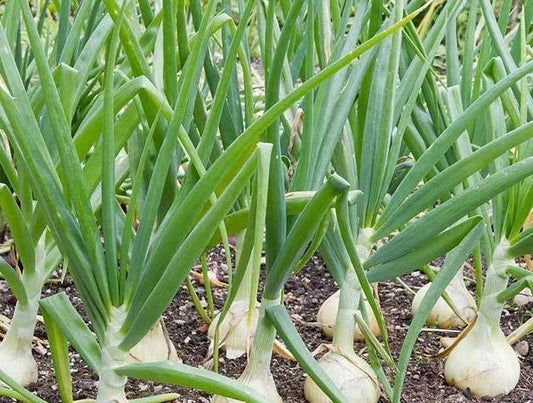 Vidalia Sweet Onion Seeds - 250 Non-GMO Heirloom Seeds - Allium cepa - Free Shipping