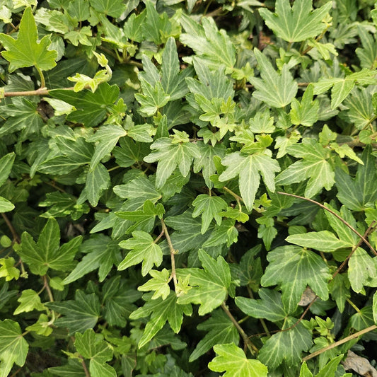 Live English Ivy Plant - Bare Roots Groundcover - Hedera Helix