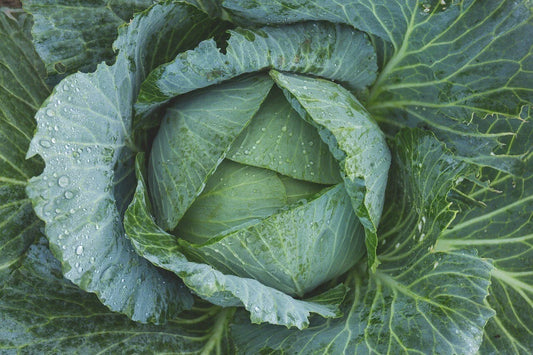 Late Flat Dutch Cabbage Seeds, Heirloom NON-GMO, Cabbage Wraps, Brassica oleracea var. capitata