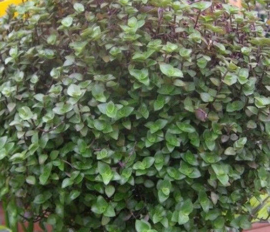 Dwarf Bolivian Wandering Jew Cuttings - Tradescantia Minima - 10 Healthy Cuttings for Easy Propagation