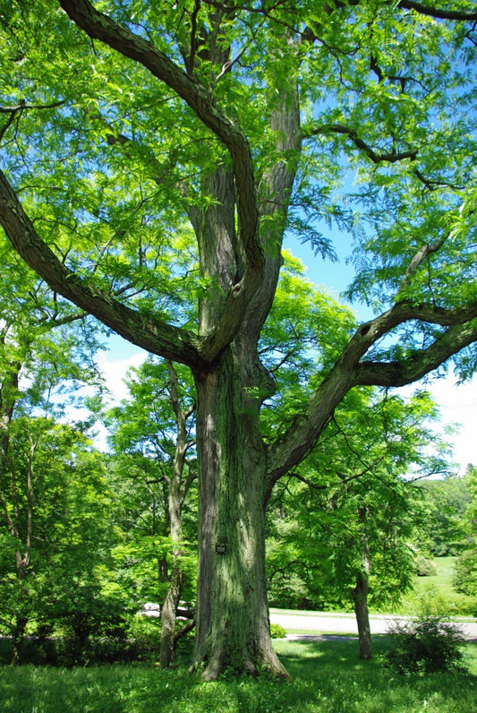 Honey Locust Seeds, 25 Pack, Gleditsia triacanthos, Hardy Tree Seeds for Landscaping and Naturalization