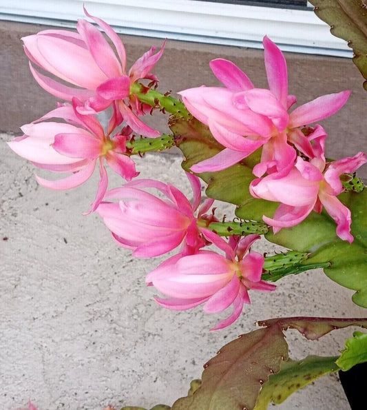 Rare Orchid Cactus Live Plant 6" German Empress Epiphyllum Rooted Ready to Grow Succulent Houseplant