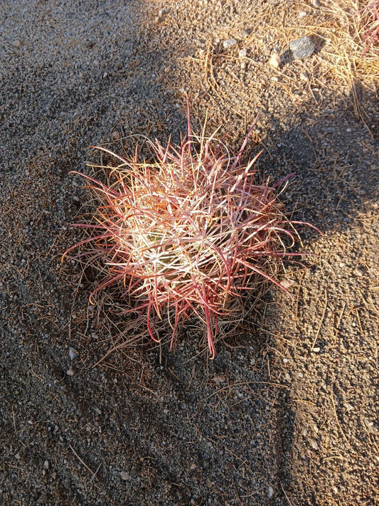 Red Barrel Cactus 8x8 Inch Bare Root Plant - Echinocactus grusonii - Vibrant Red Color, Low Maintenance Succulent