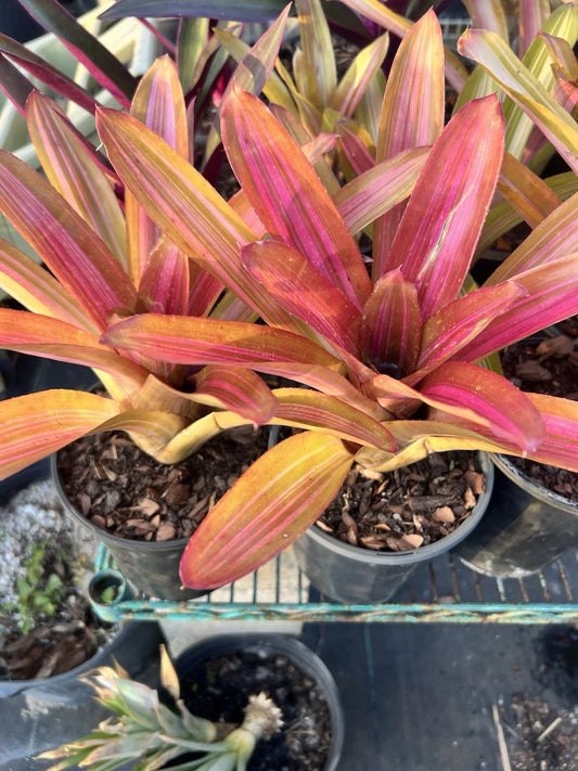 Variegated Martin Neoregelia Bromeliad Plant - Tropical Bare Root Bromeliad