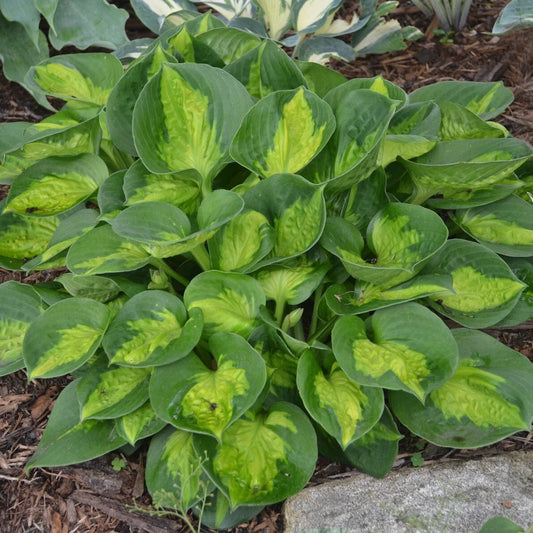 Hosta Plant Pocketful of Sunshine 5.25" Pot Well-Rooted Perennial Shade Mini (Hosta 'Pocketful of Sunshine')