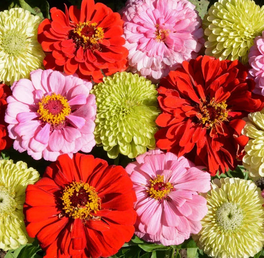 Zinnia Seeds - Pink Lemonade Mix - Non-GMO, Attracts Songbirds, Butterflies & Hummingbirds - 100 Seeds