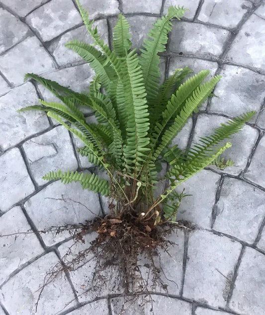 Boston Sword Fern Live Plants Bundle - 12 Bare Root Air Purifying Ferns, Nephrolepis exaltata