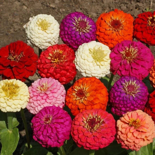Zinnia Seeds, 150+ Heirloom Non-GMO Lilliput Variety, Colorful Garden Flowers, Zinnia elegans