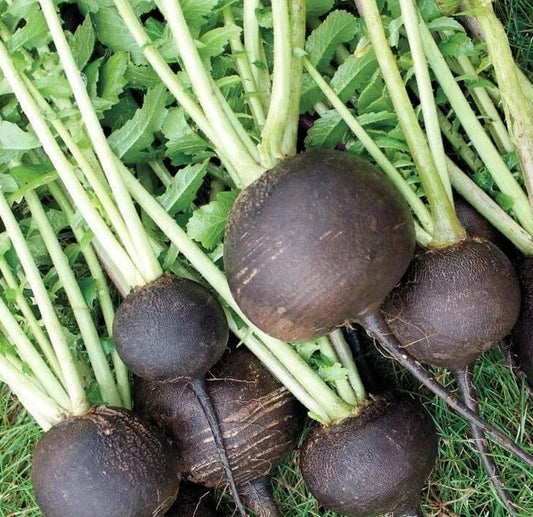 Black Spanish Round Radish Seeds 200+ Pack - Heirloom Vegetable for Garden - Raphanus sativus