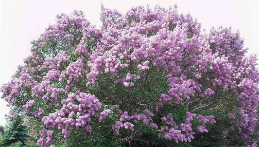 Bare Root Lilac Bush 20" Purple Syringa vulgaris with Planting Instructions