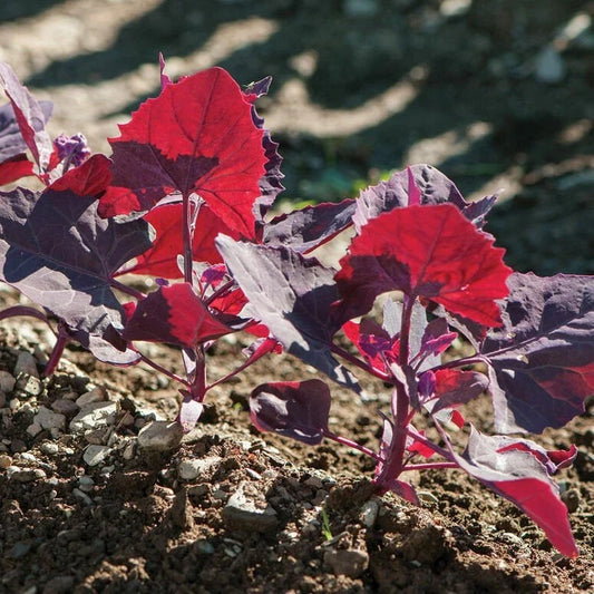 Red Orach 100 Seeds - French Spinach Variety, Atriplex Hortensis, Garden Planting Seeds, Tracking Included