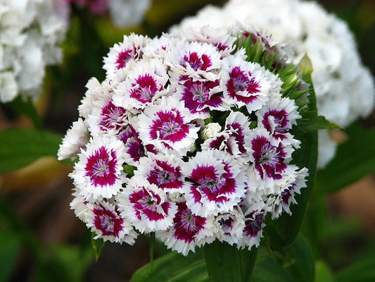 Sweet William Flower Seeds - 20 Fresh Seeds - Dianthus barbatus - Free USA Shipping
