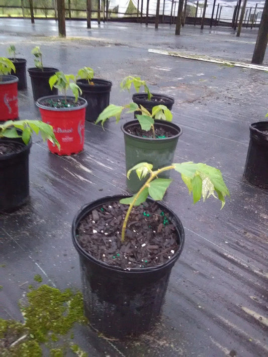 Muntingia Calabura Strawberry Tree Live Plant - Rare 10 Pack - Tropical Fruit Plant - Free Shipping