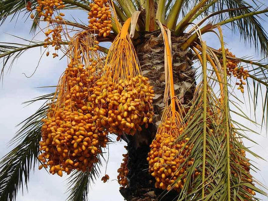 Medjool Date Palm Tree Seeds - 12 Seeds, Edible Fruit, Phoenix Dactylifera, Perfect for Home Gardening