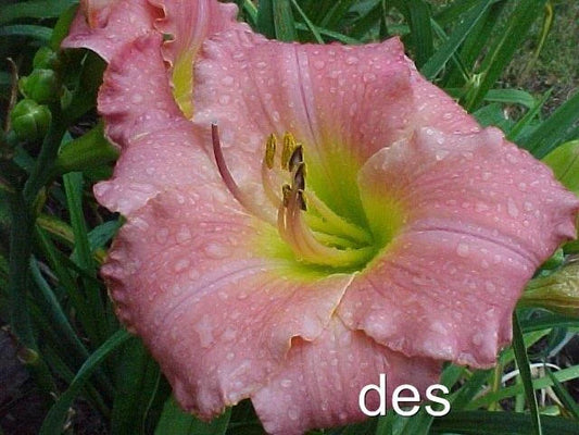 Daylily Plants - 2 LIVE My Girl Pink Rebloomer - Hard to Find - Hemerocallis 'My Girl'