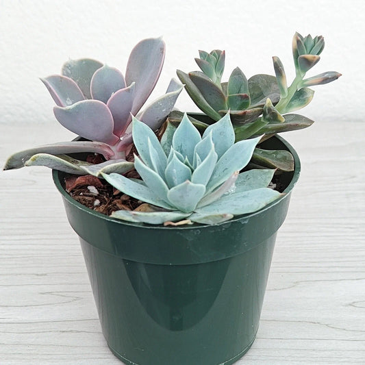 Succulent Live Plant Mix - 4" Pot - Assorted Varieties - Ideal for Home Decor - Perfect for Beginners