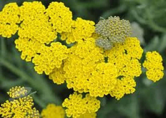 Yarrow Seeds 200 Pack, Yellow Flowering Perennial Herb, Achillea millefolium