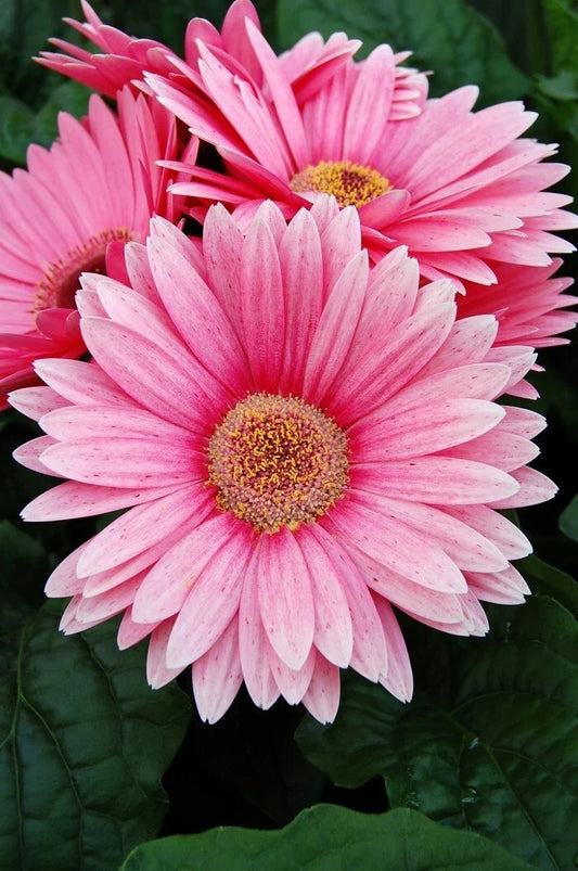 Pink Gerbera Daisy Seeds - 200+ Seeds for Garden Planting - Gerbera jamesonii - USA Grown, Free Shipping