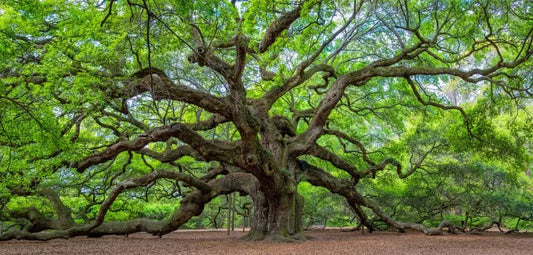 Live Oak Seeds - 5 Large Fresh Seeds - Quercus virginiana - Ideal for Planting