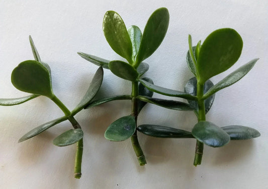Jade Plant Cutting - Fresh Live Plant No Roots - Crassula ovata