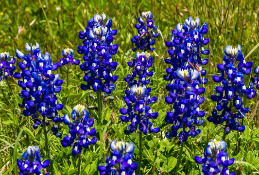 Texas Bluebonnet Seeds - 100+ Count - Fragrant Bright Color - Ideal for Hummingbirds and Butterflies - Lupinus texensis