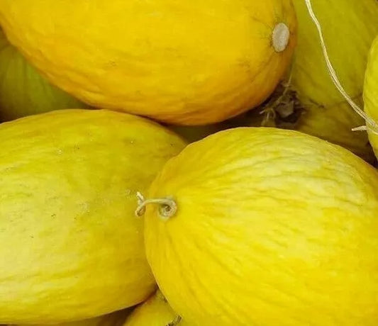 Crenshaw Melon Seeds 50+ Count Cantaloupe Summer Garden Vine Fruit Cucumis melo