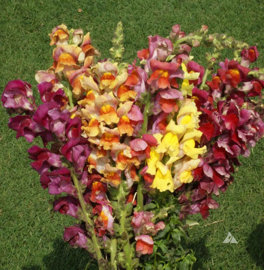 Snapdragon Seeds - 500 Count Tetra Mix Multi-Colored Blooms - Non-GMO - Antirrhinum majus