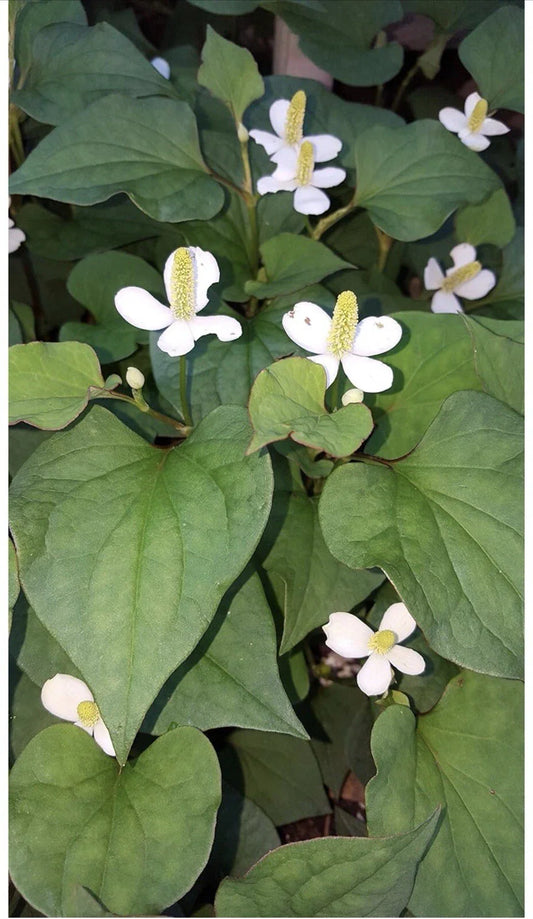 Live Bare Root Fish Mint Plants - 10 Pack Houttuynia Cordata Asian Herb (Diếp Cá)