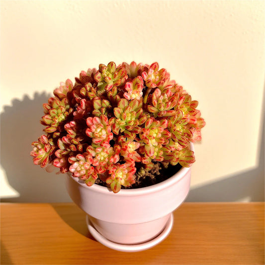 Rare Indoor Succulent Plants 3.2" Bare Root | Easy Care Live Succulents for Home Decor | Perfect Houseplants