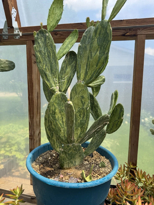 Velvet Opuntia Plants - Fast Growing Rooted Starts - Opuntia Tomentosa Salm Dyck - Desert Cactus Variety