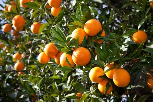 Orange Fruit Tree Scions Cuttings 6-8 Inches for Rooting and Grafting - Citrus sinensis